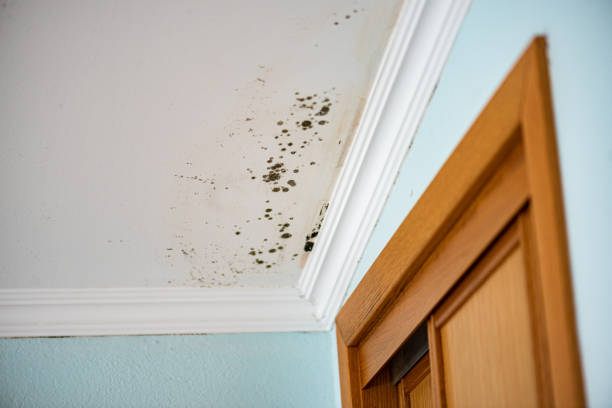 Best Mold Prevention Services  in Pflugerville, TX